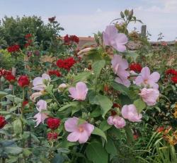 Sadnice - žbunaste vrste: Hibiscus Swamp Rose Mallow-sadnica 40-60cm